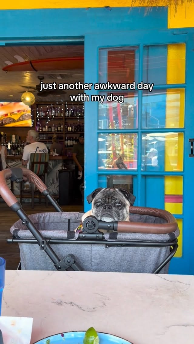 Post 5 by BB THAT PUG 👑 on Instagram (video)
