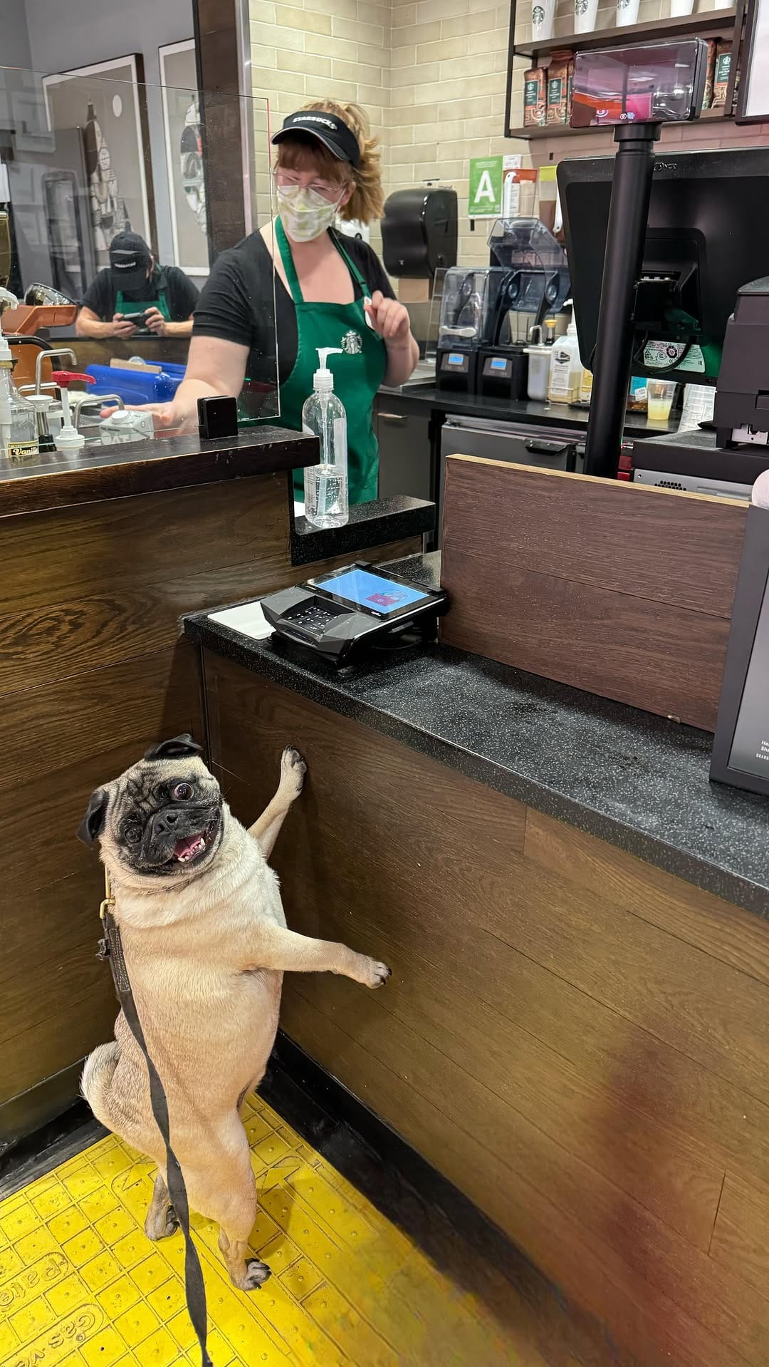 Post 8 by BB THAT PUG 👑 on Instagram (video)