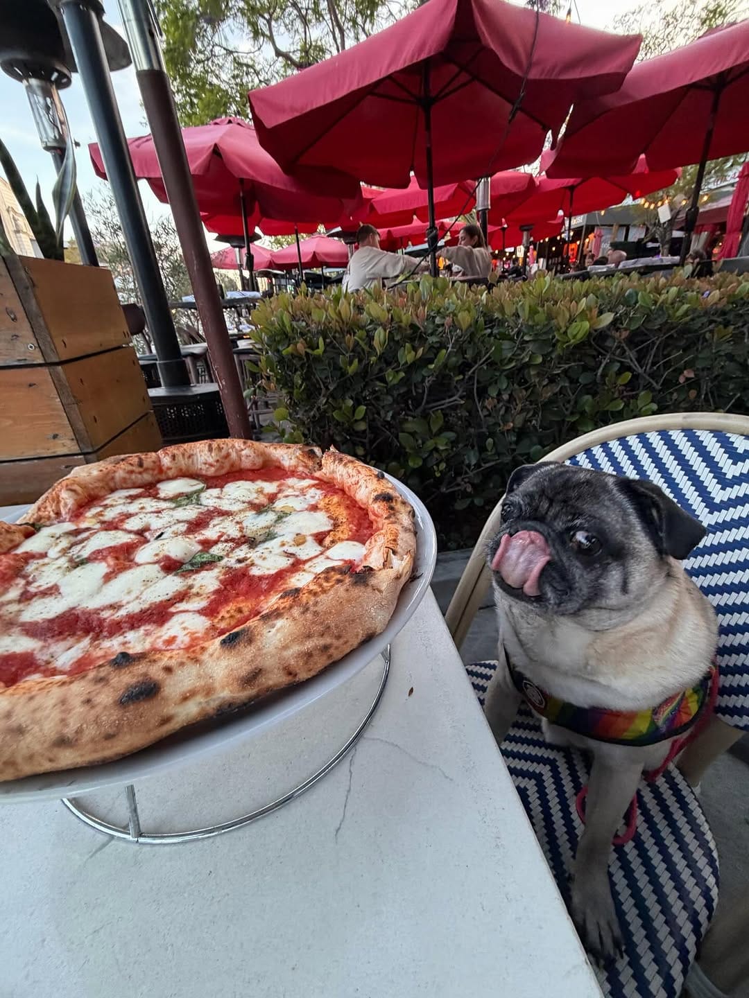 Post 1 by BB THAT PUG 👑 on Instagram (carousel)