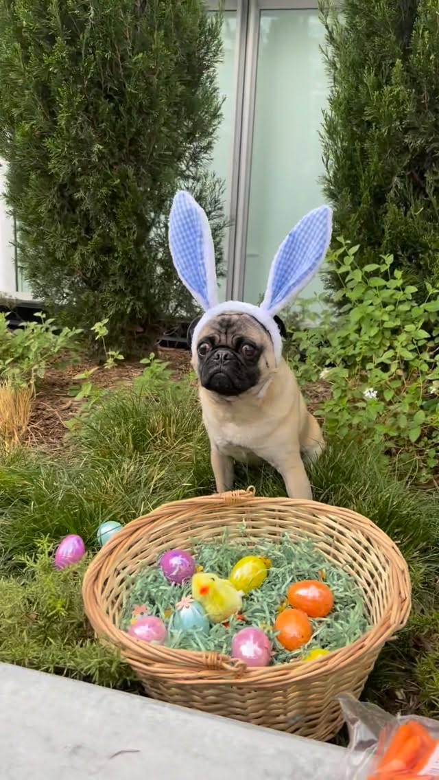Post 4 by BB THAT PUG 👑 on Instagram (video)