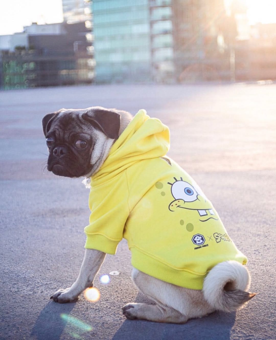 Post 10 by BB THAT PUG 👑 on Instagram (carousel)