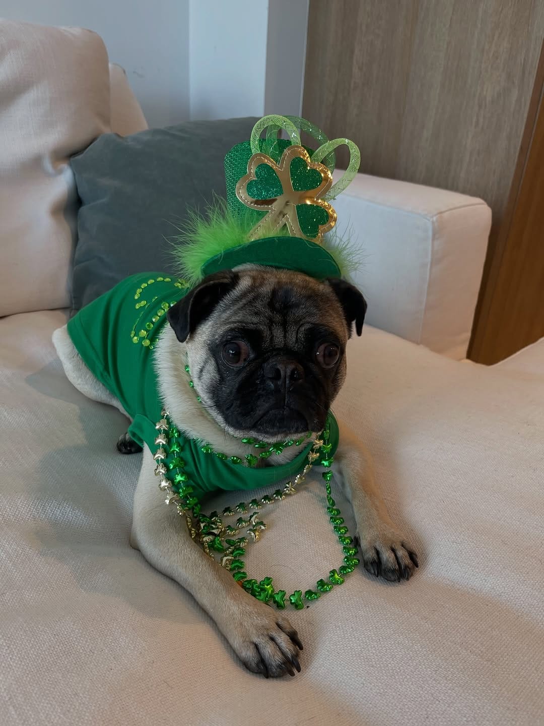 Post 7 by BB THAT PUG 👑 on Instagram (carousel)
