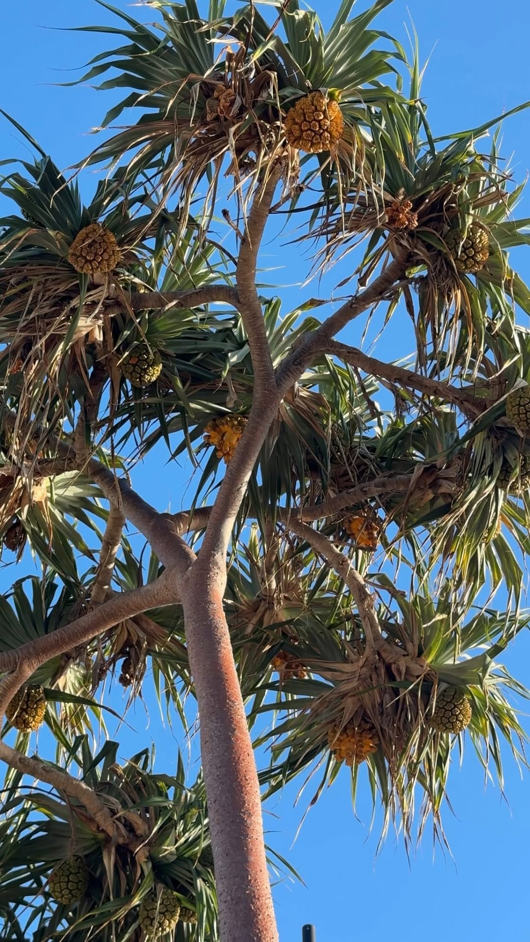 Post 6 by LANI SUTHERLAND on Instagram (video)