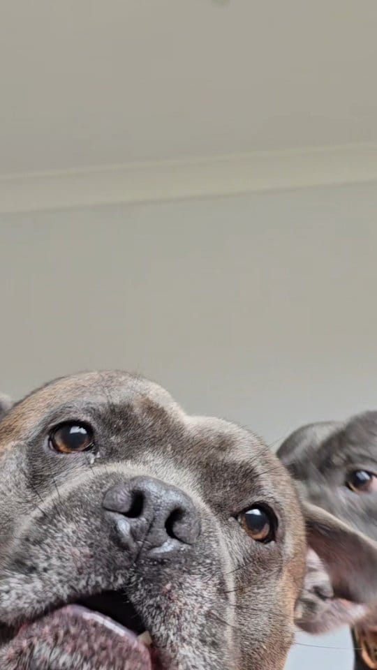 Post 2 by Two Staffies & A Baby 🐶 👶 🐶 on Instagram (video)