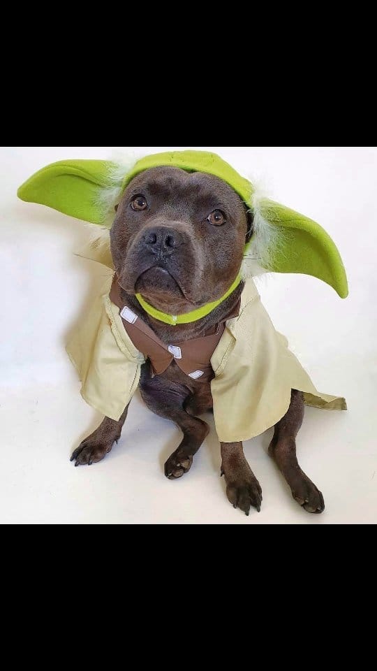 Post 6 by Two Staffies & A Baby 🐶 👶 🐶 on Instagram (video)