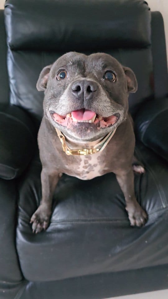 Post 3 by Two Staffies & A Baby 🐶 👶 🐶 on Instagram (video)