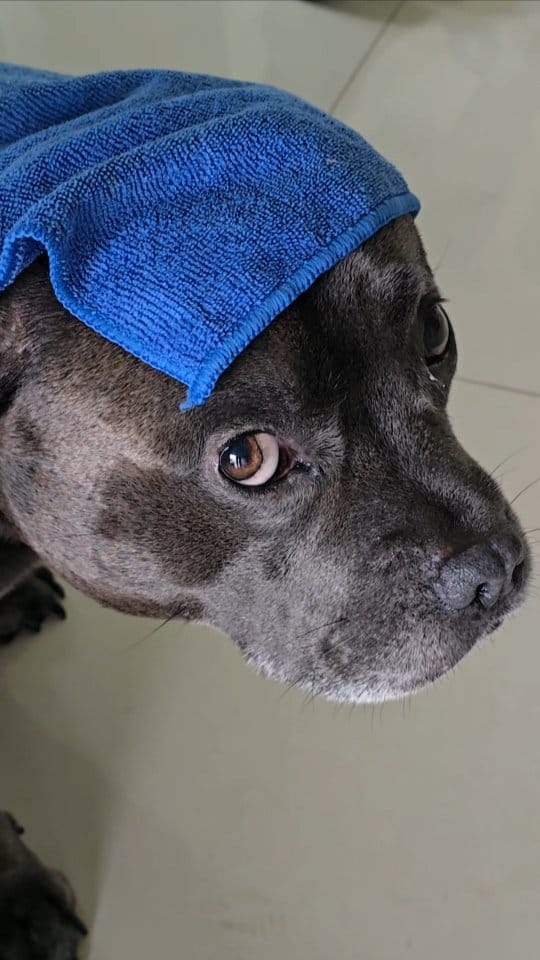 Post 1 by Two Staffies & A Baby 🐶 👶 🐶 on Instagram (video)