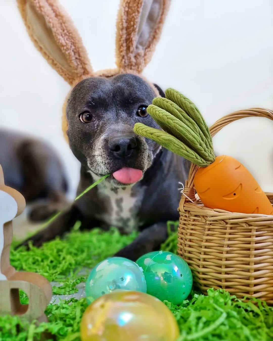 Post 8 by Two Staffies & A Baby 🐶 👶 🐶 on Instagram (image)