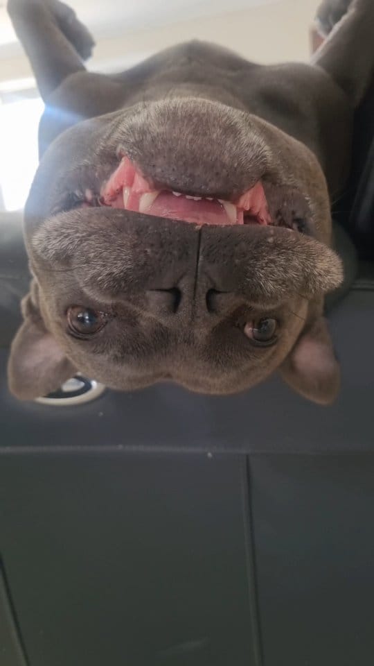 Post 5 by Two Staffies & A Baby 🐶 👶 🐶 on Instagram (video)