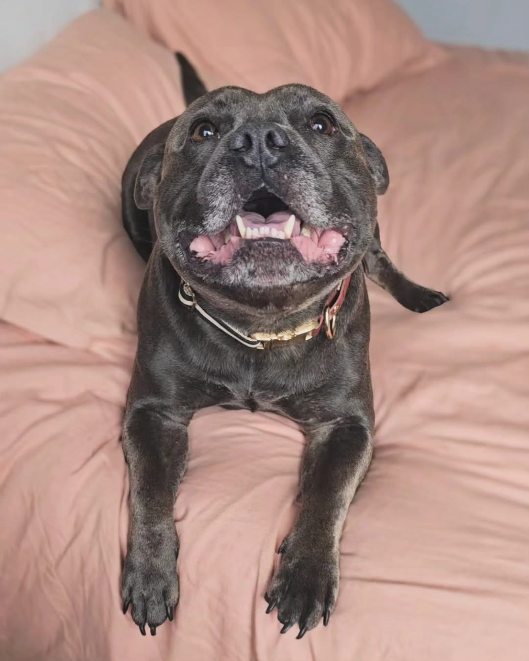 Post 4 by Two Staffies & A Baby 🐶 👶 🐶 on Instagram (image)