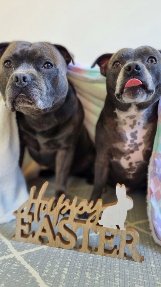 Post 10 by Two Staffies & A Baby 🐶 👶 🐶 on Instagram (video)