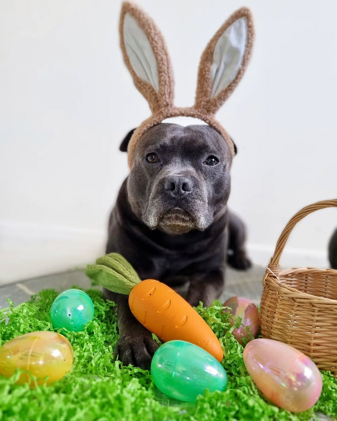 Post 9 by Two Staffies & A Baby 🐶 👶 🐶 on Instagram (image)