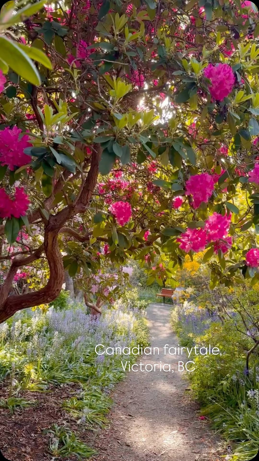 Post 3 by Helen | Canada 🇨🇦 Victoria, BC on Instagram (video)