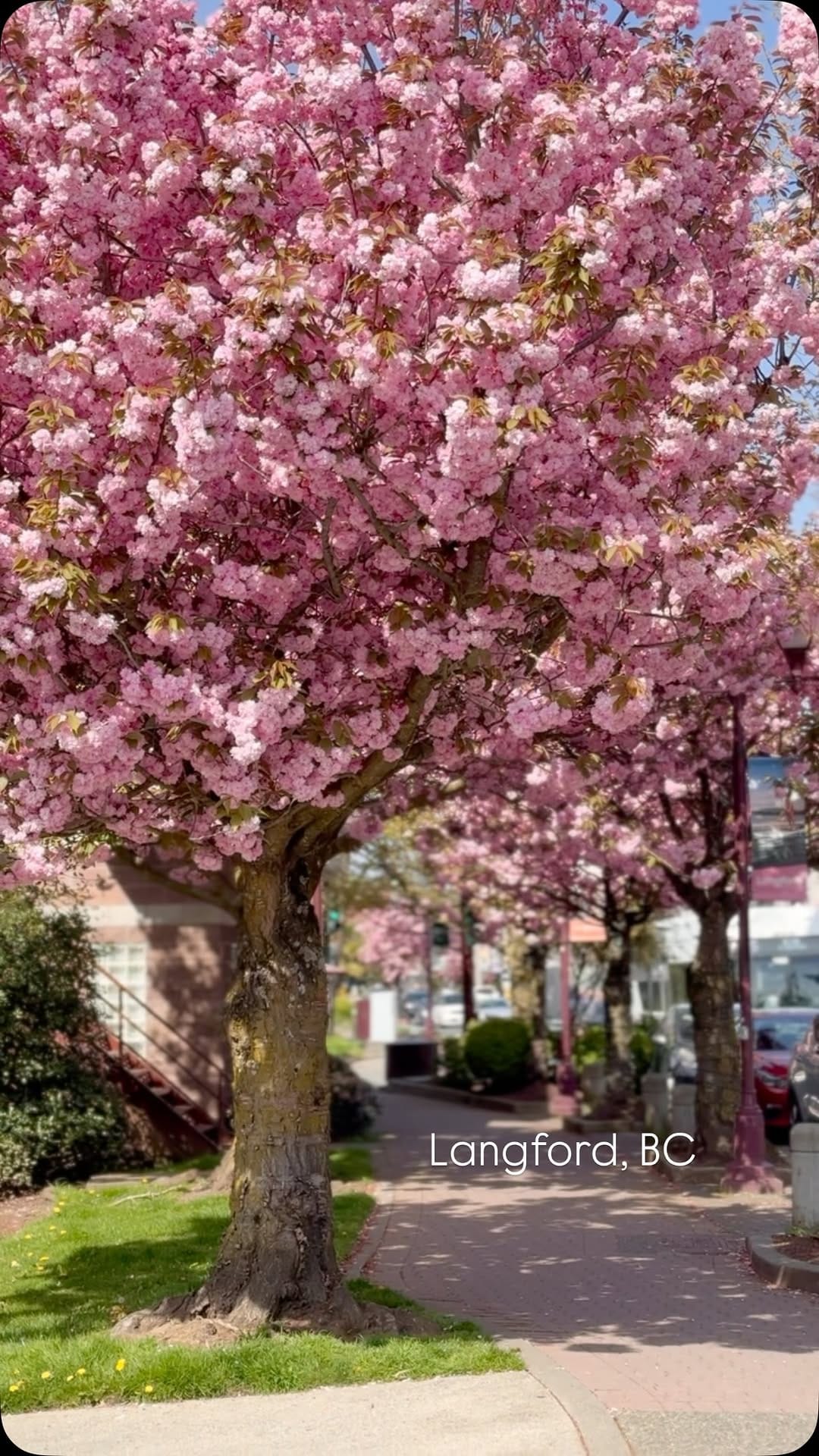 Post 7 by Helen | Canada 🇨🇦 Victoria, BC on Instagram (video)