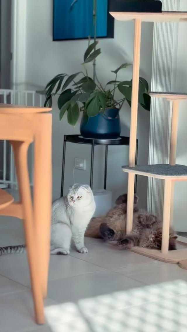 Post 3 by 🐻‍❄️AJ⚡️CC🦁 on Instagram (video)