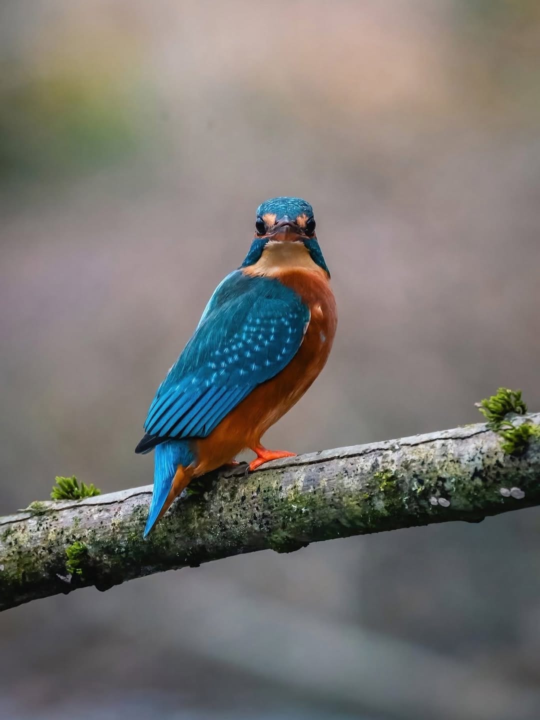Post 9 by Gemma | Wildlife Photographer on Instagram (carousel)