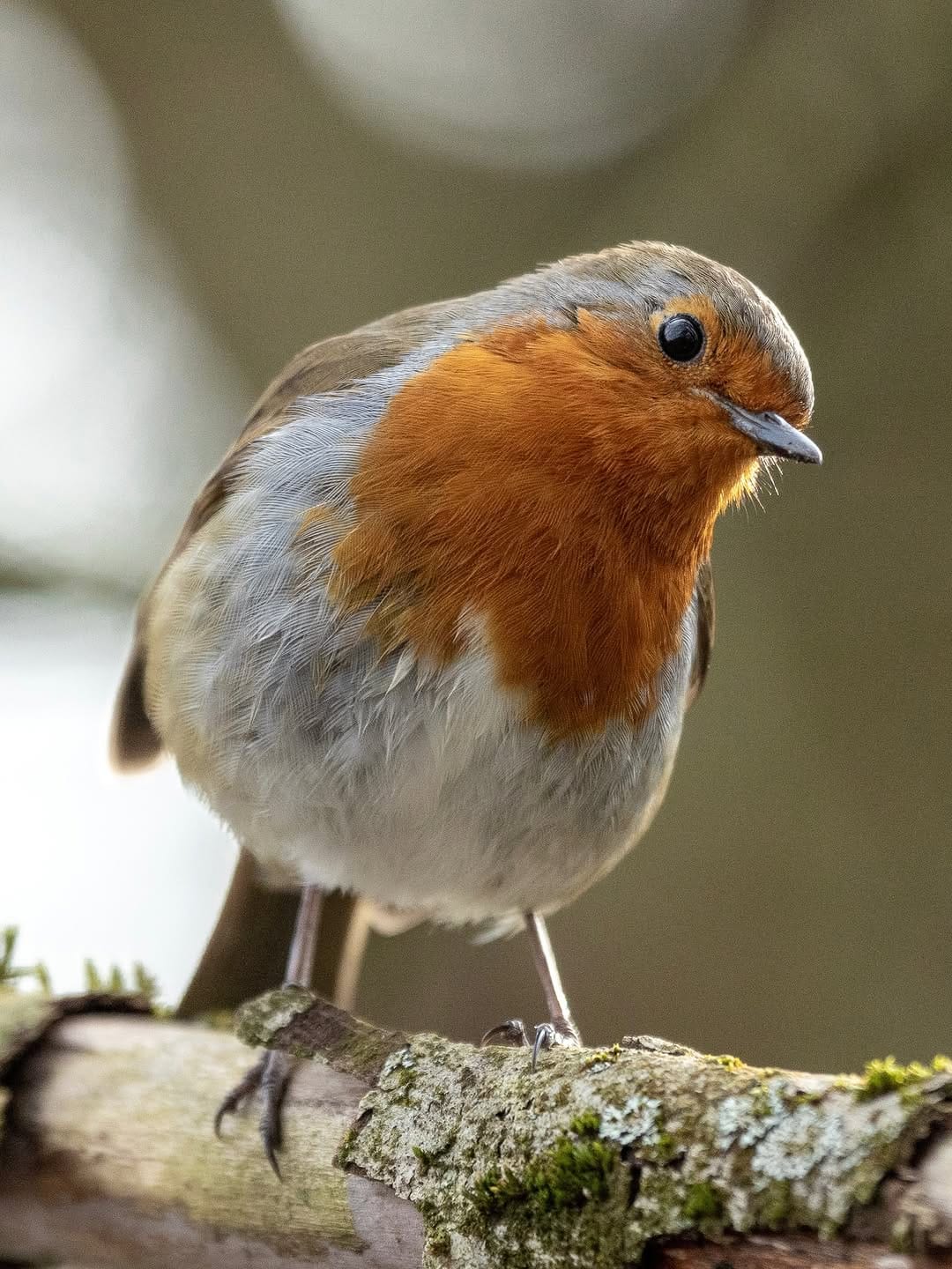 Post 10 by Gemma | Wildlife Photographer on Instagram (carousel)