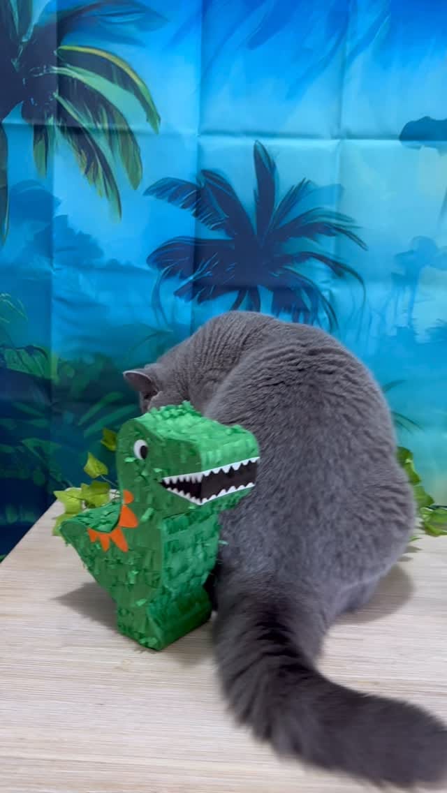 Post 7 by Violet the British Shorthair Cat on Instagram (video)