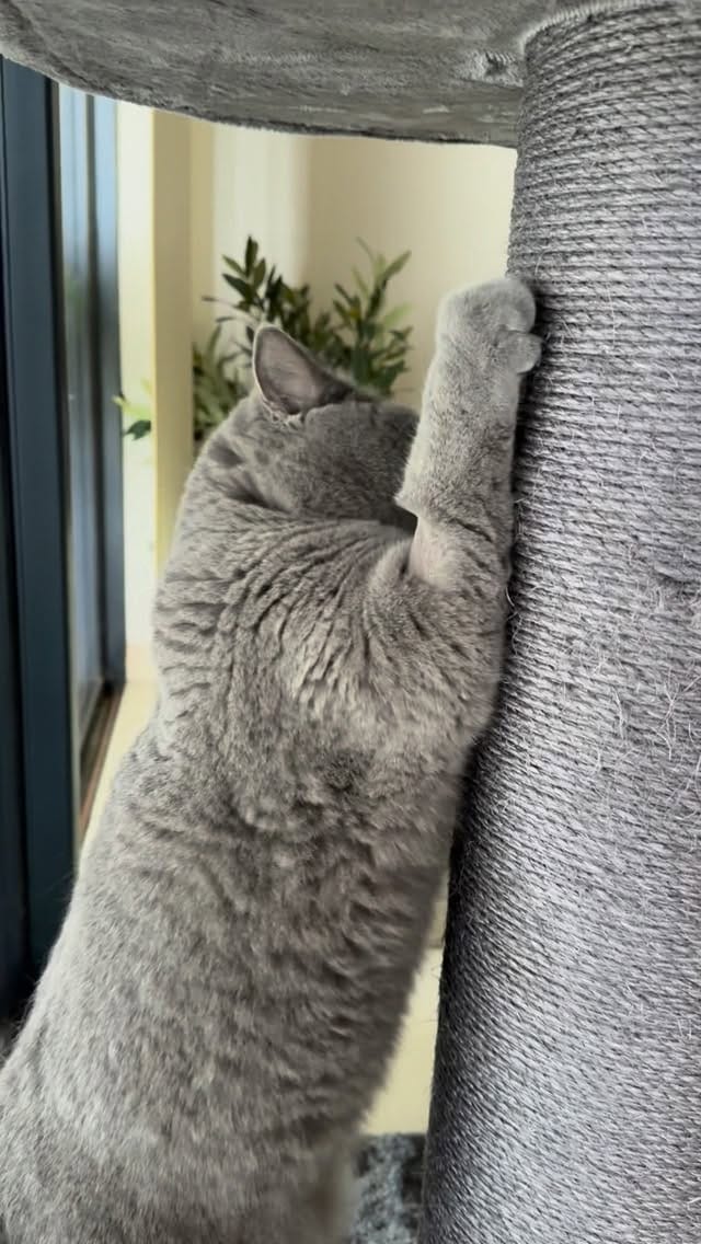 Post 4 by Violet the British Shorthair Cat on Instagram (video)