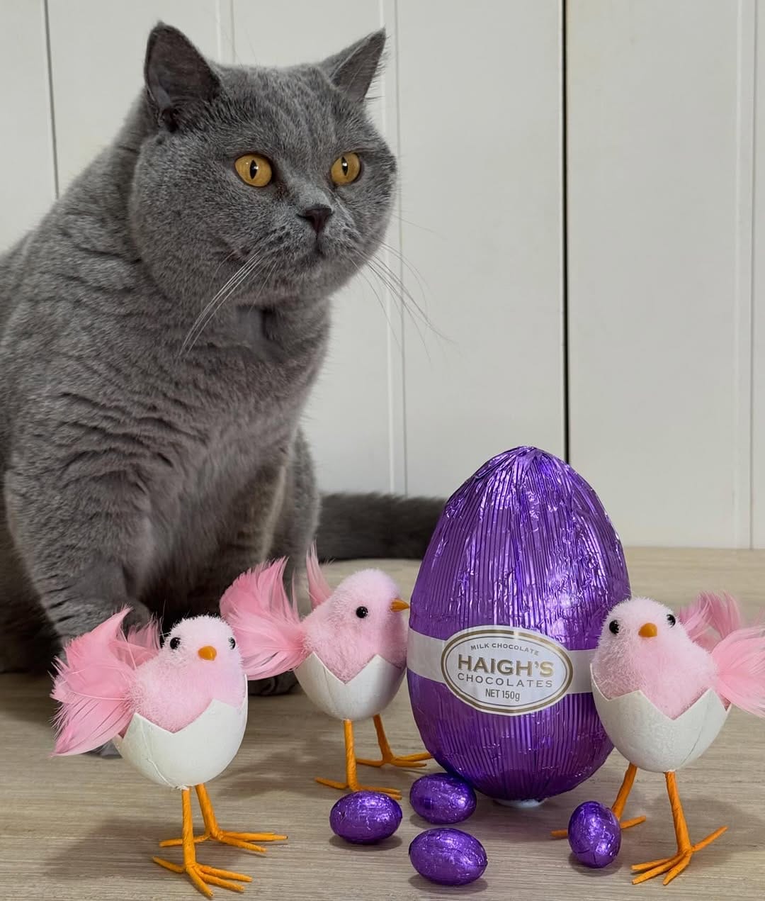 Post 3 by Violet the British Shorthair Cat on Instagram (image)