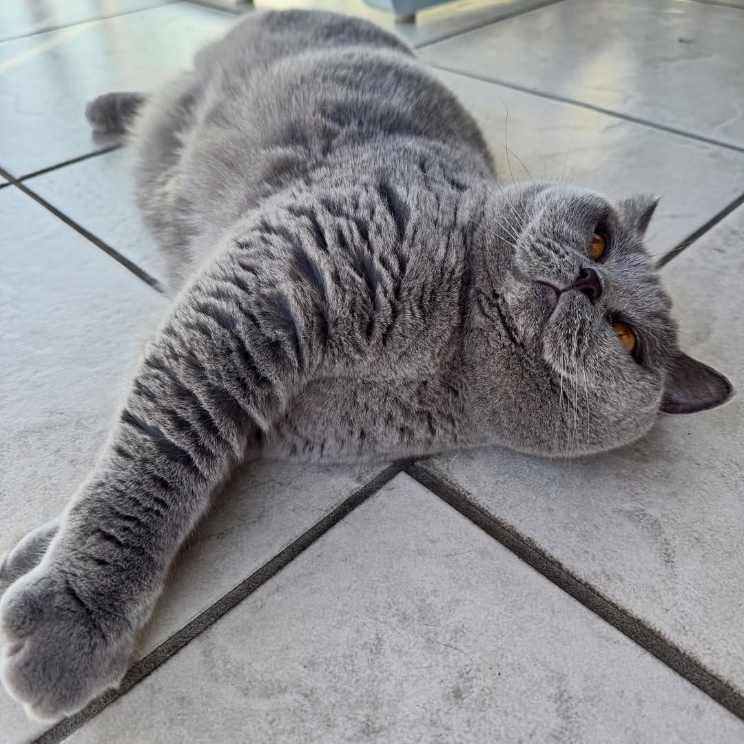 Post 8 by Violet the British Shorthair Cat on Instagram (image)