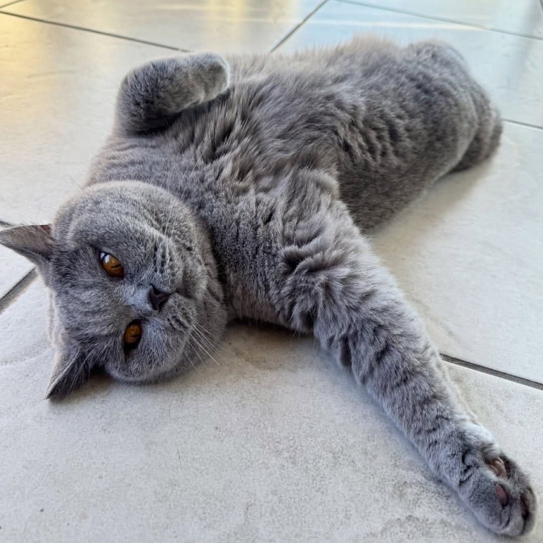Post 10 by Violet the British Shorthair Cat on Instagram (image)