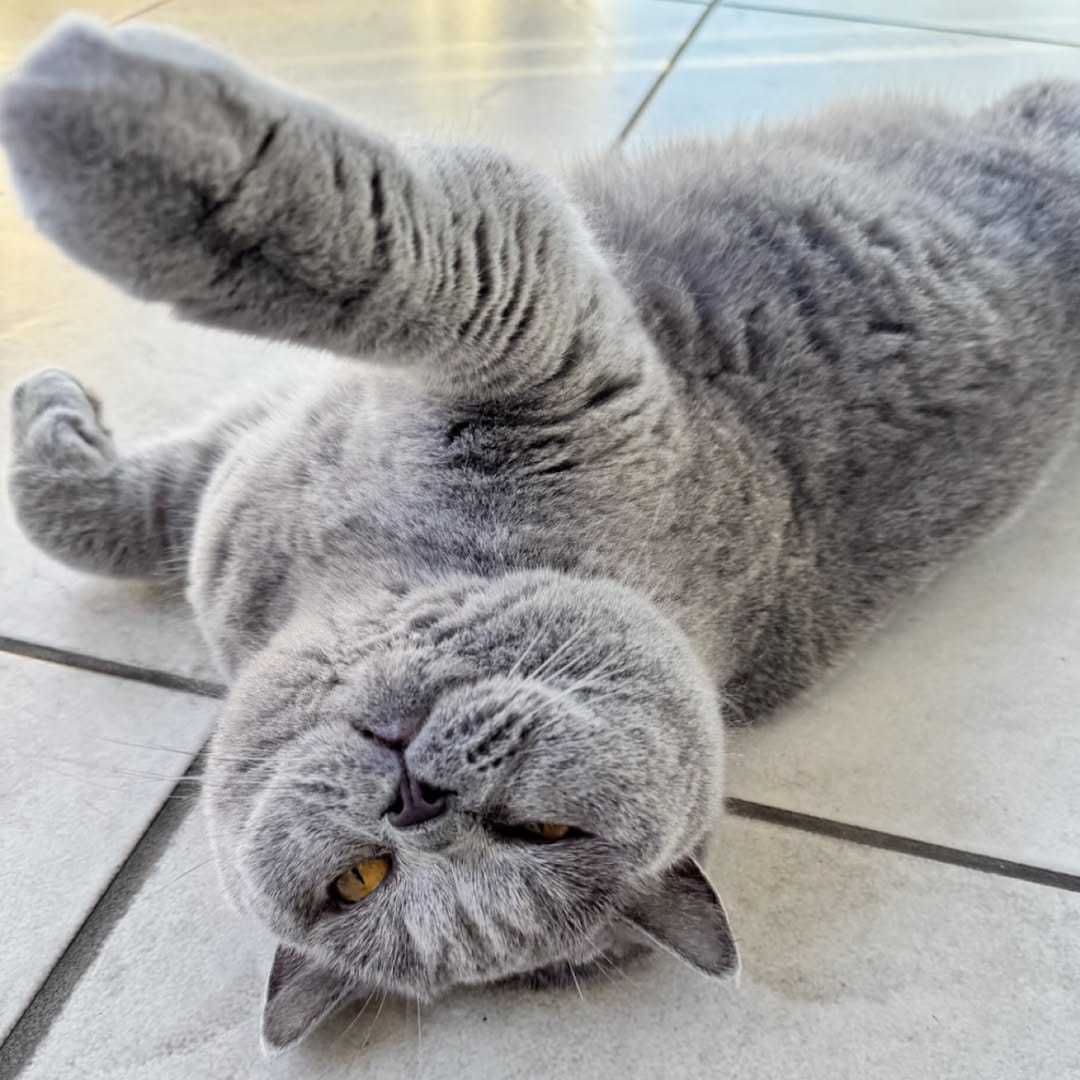 Post 9 by Violet the British Shorthair Cat on Instagram (image)