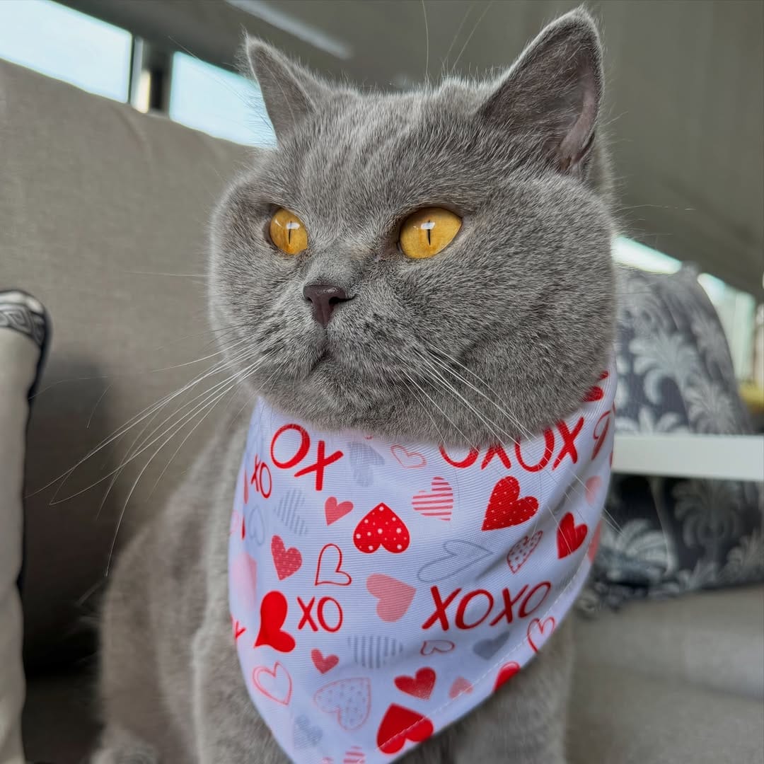 Post 6 by Violet the British Shorthair Cat on Instagram (image)