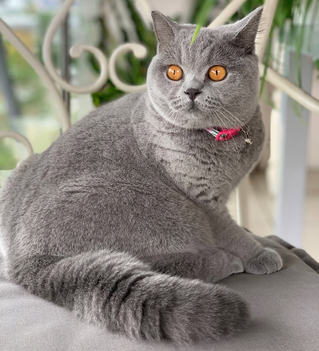 Post 5 by Violet the British Shorthair Cat on Instagram (image)