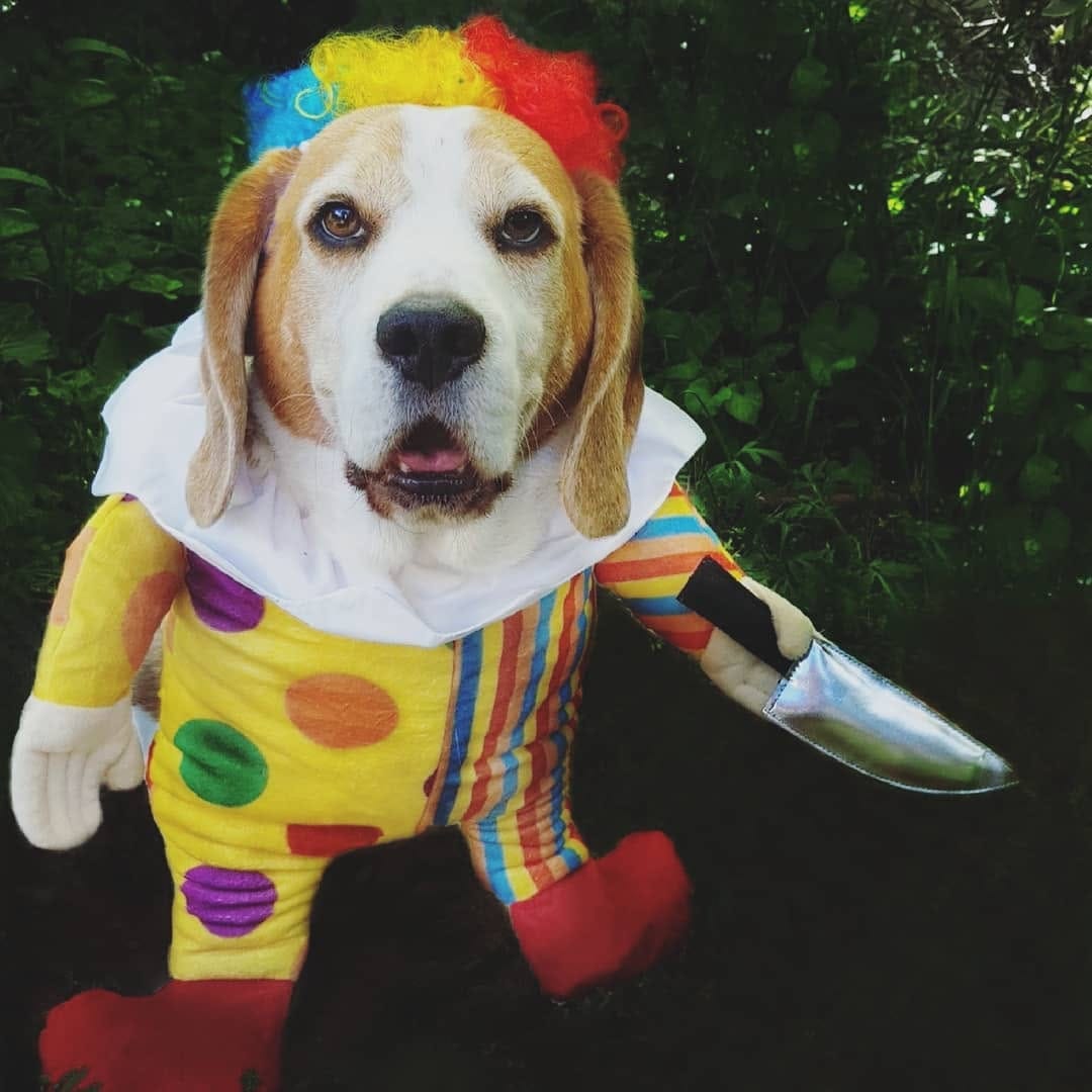 Post 6 by PICKLES THE BEAGLE on Instagram (carousel)