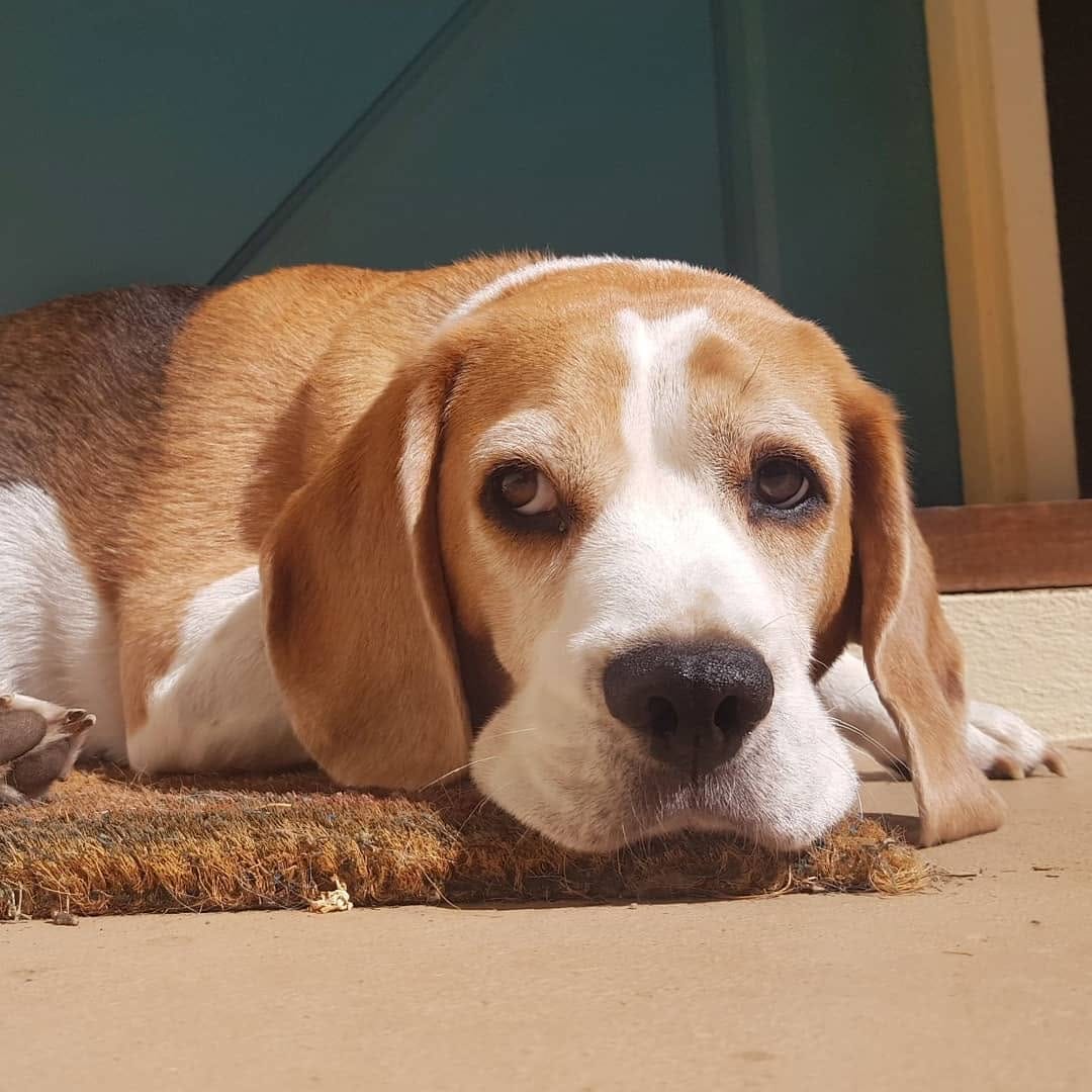 Post 8 by PICKLES THE BEAGLE on Instagram (carousel)