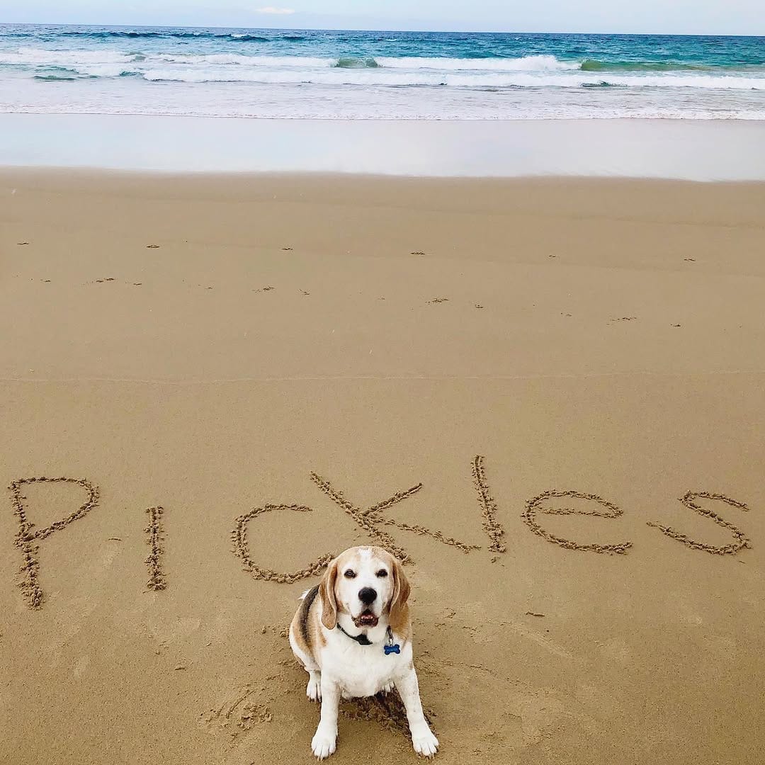 Post 3 by PICKLES THE BEAGLE on Instagram (carousel)