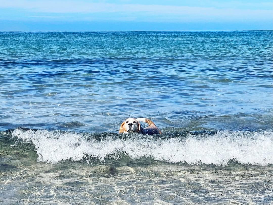 Post 1 by PICKLES THE BEAGLE on Instagram (carousel)
