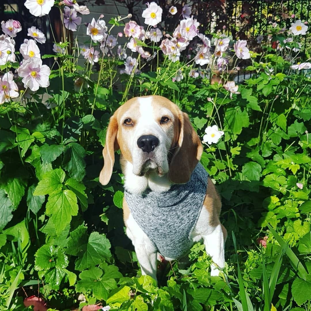 Post 7 by PICKLES THE BEAGLE on Instagram (carousel)