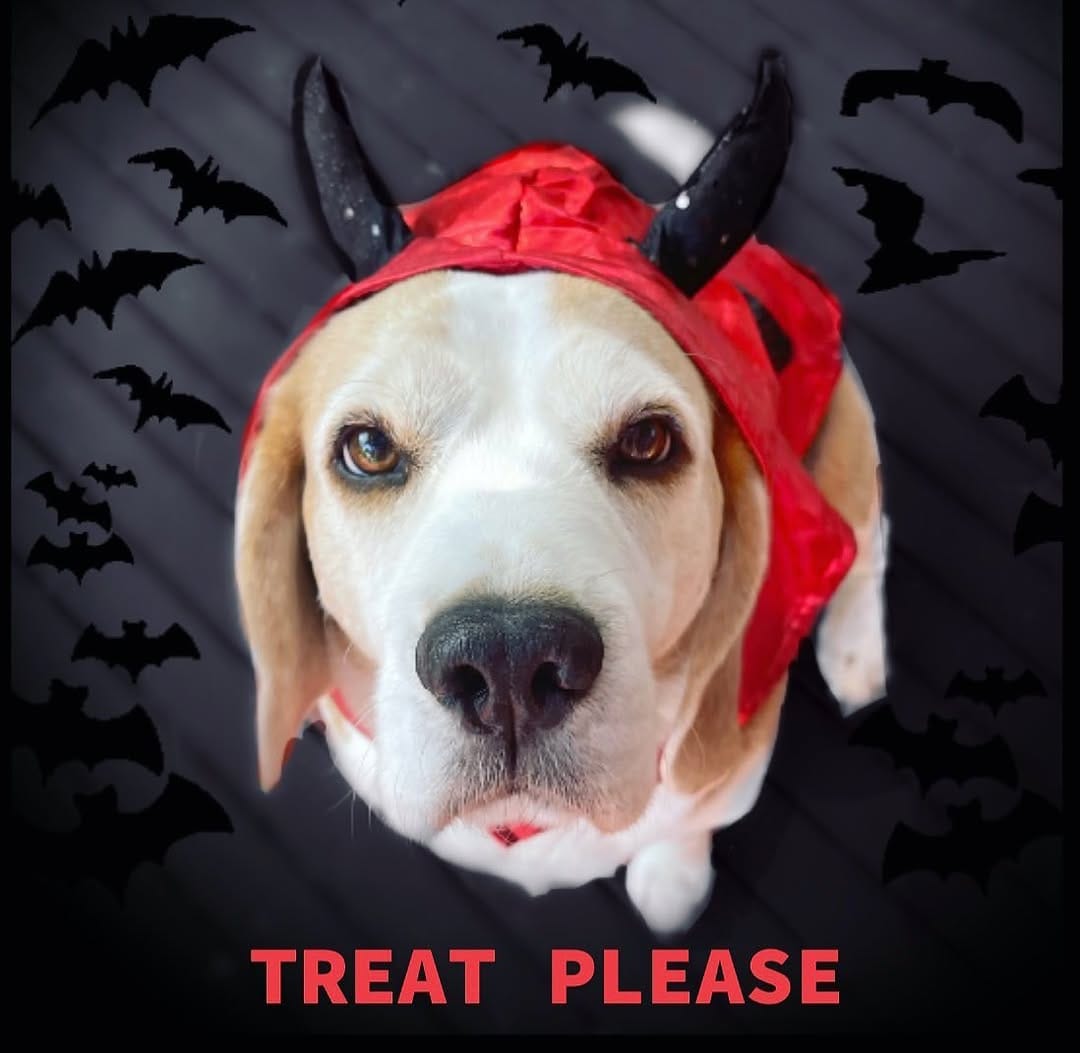 Post 4 by PICKLES THE BEAGLE on Instagram (image)