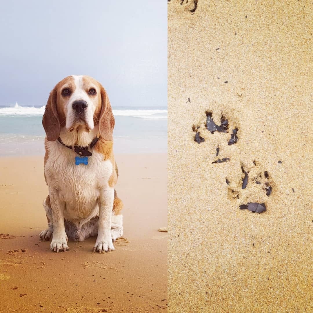 Post 10 by PICKLES THE BEAGLE on Instagram (image)