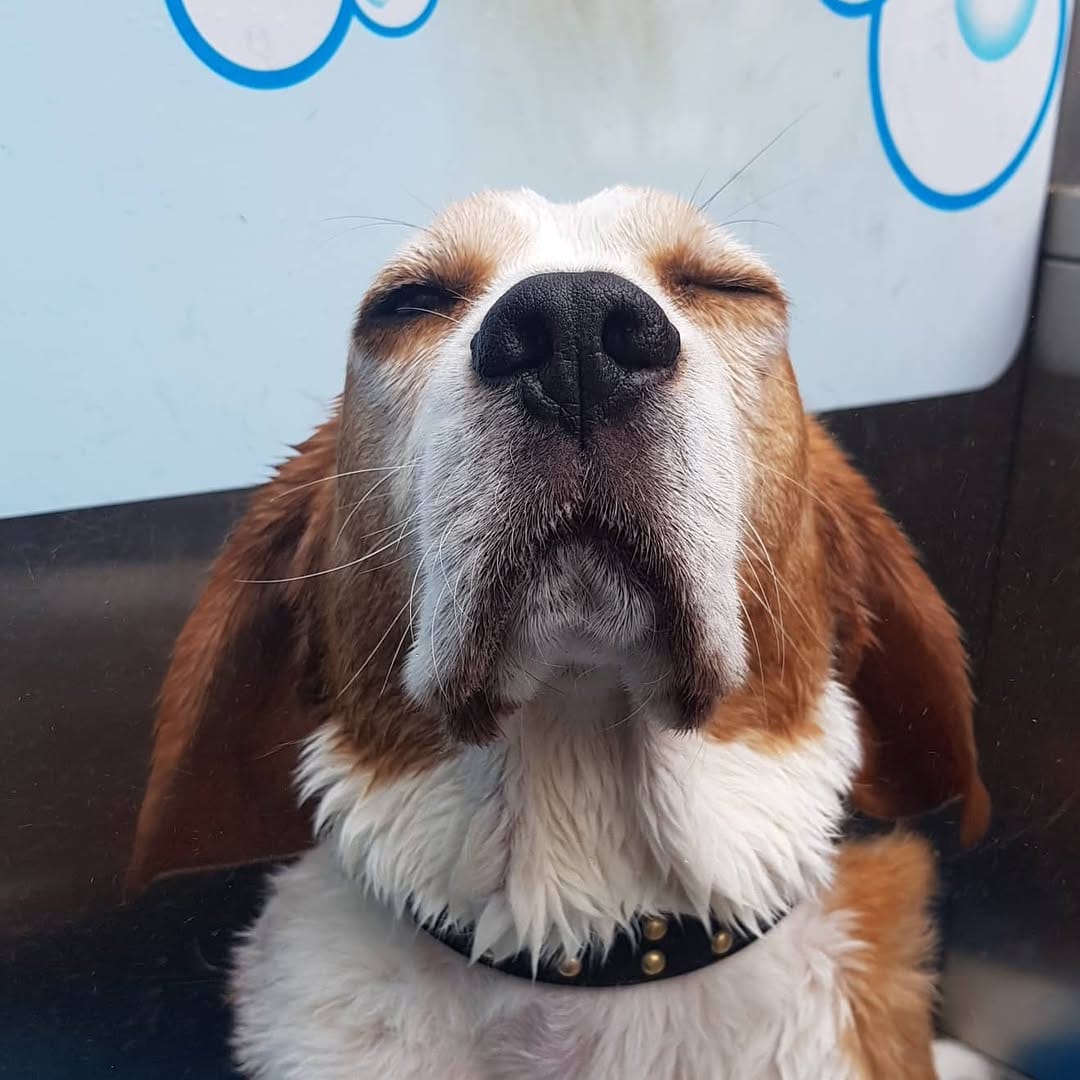 Post 9 by PICKLES THE BEAGLE on Instagram (carousel)