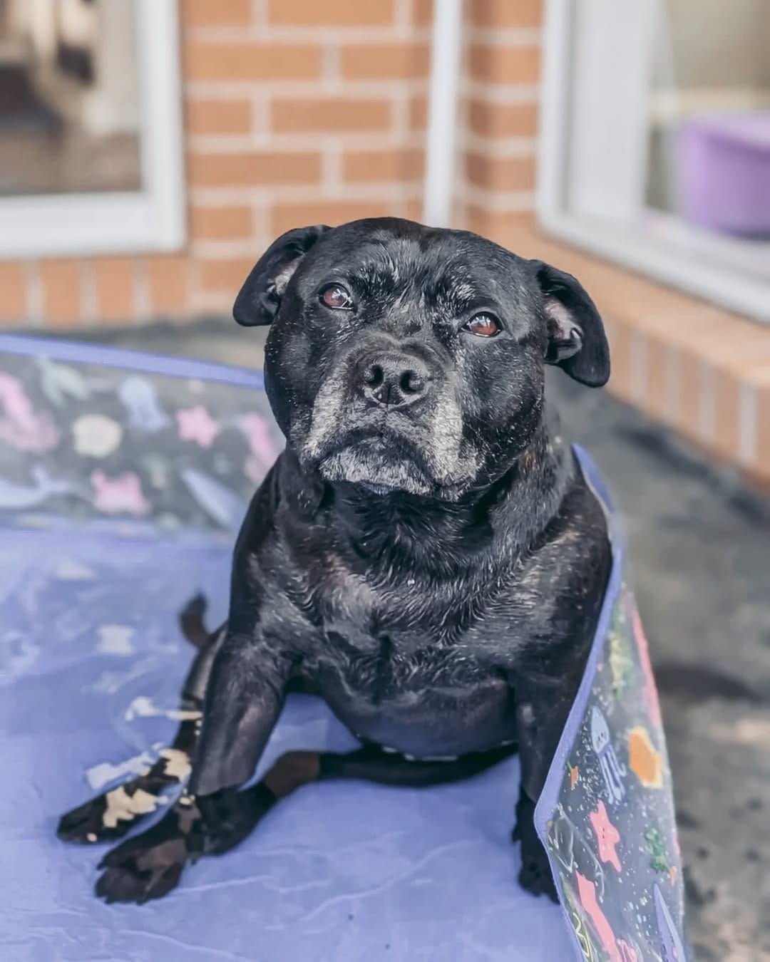 Post 7 by Aeida the Staffy on Instagram (carousel)
