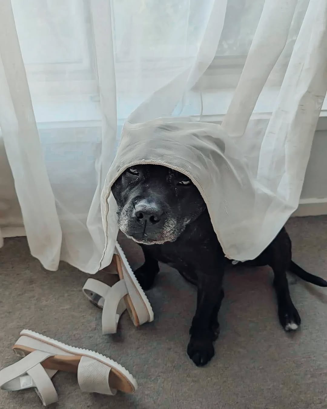 Post 10 by Aeida the Staffy on Instagram (carousel)