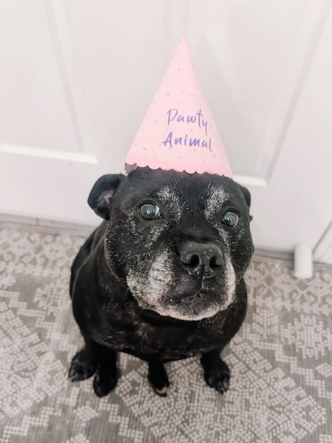 Post 1 by Aeida the Staffy on Instagram (carousel)