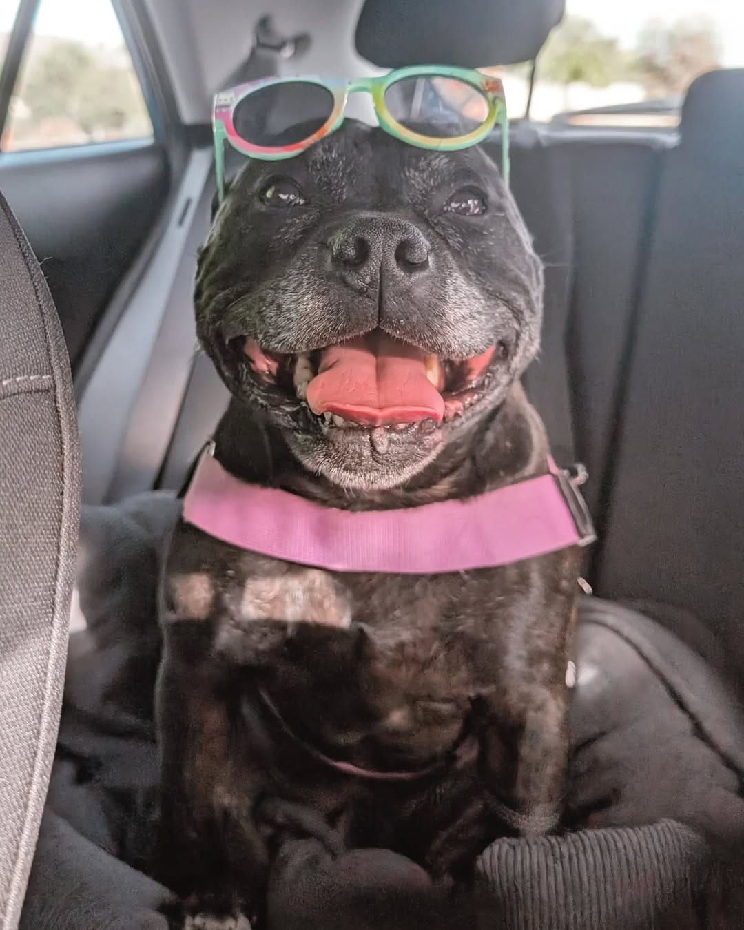 Post 3 by Aeida the Staffy on Instagram (carousel)
