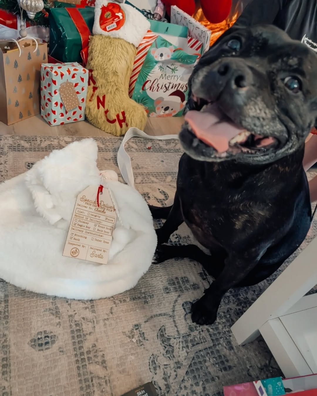 Post 8 by Aeida the Staffy on Instagram (image)
