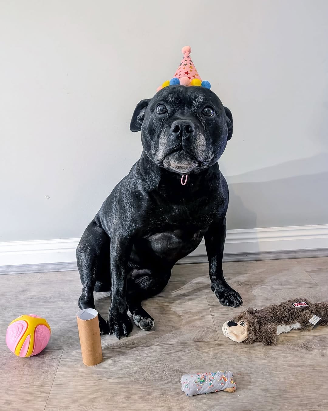 Post 2 by Aeida the Staffy on Instagram (image)