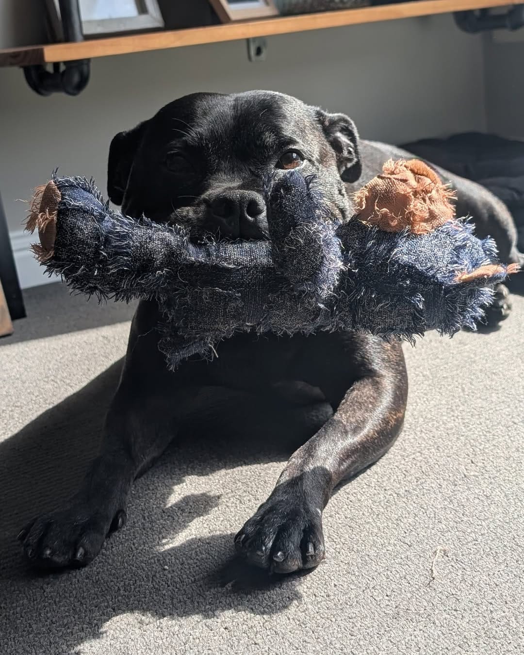 Post 4 by Aeida the Staffy on Instagram (image)