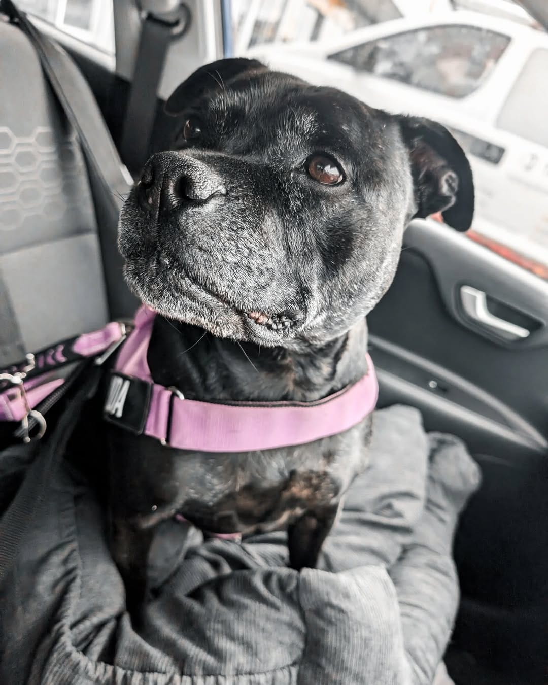 Post 6 by Aeida the Staffy on Instagram (carousel)