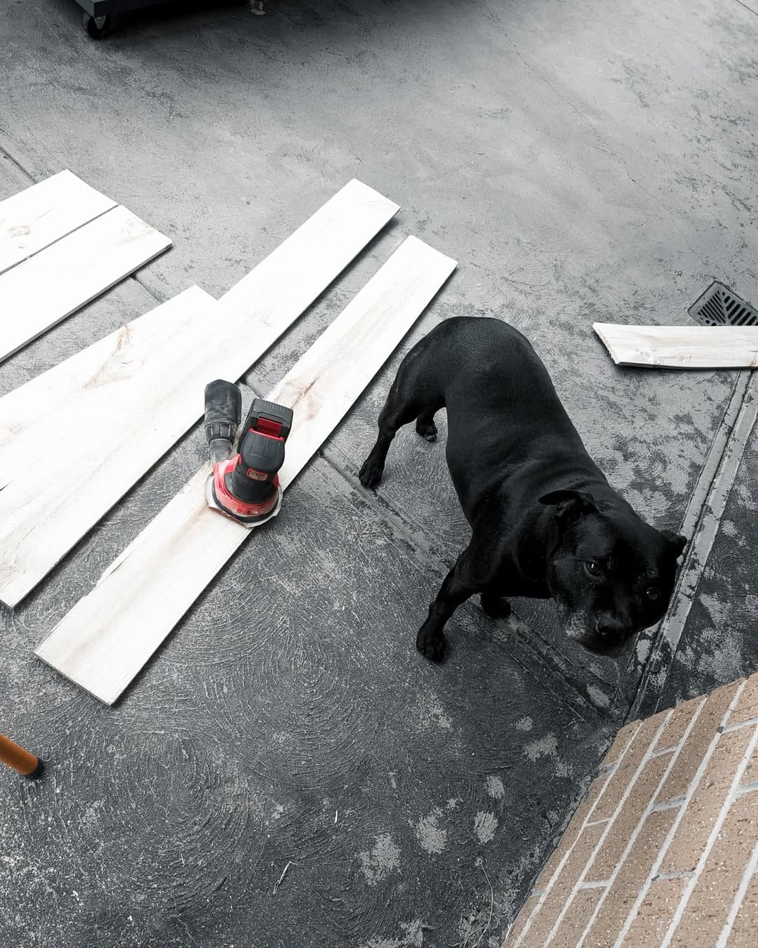 Post 5 by Aeida the Staffy on Instagram (carousel)