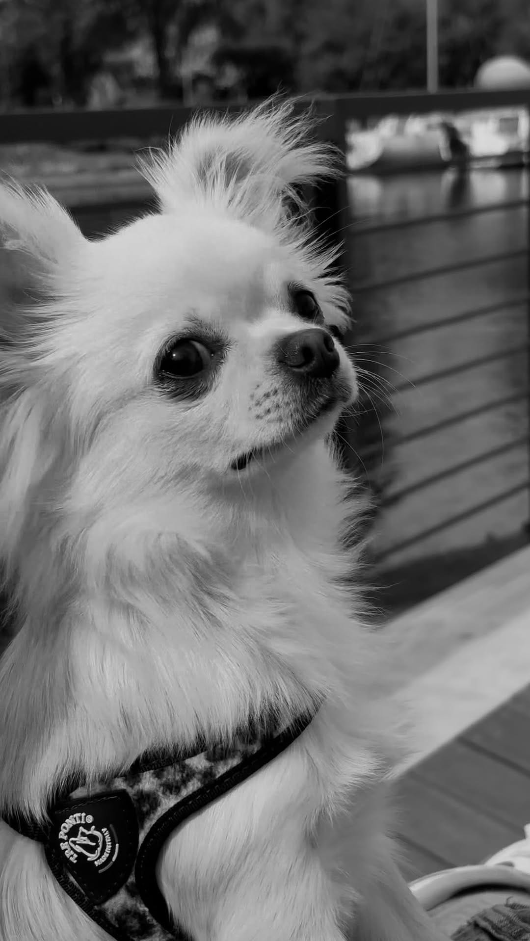 Post 8 by Angelo (Legally Blonde) on Instagram (video)