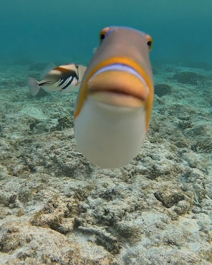 Post 10 by Jacinta Shackleton on Instagram (video)