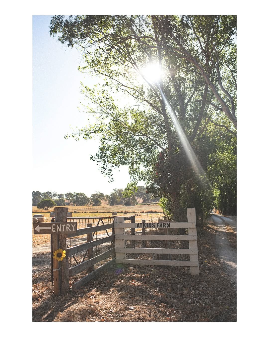 Post 9 by Tess | Twigden Farm on Instagram (carousel)