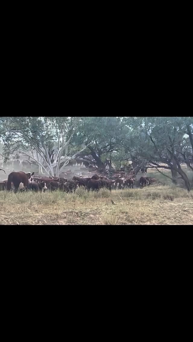 Post 2 by Anne-maree • Western Qld Photographer on Instagram (video)